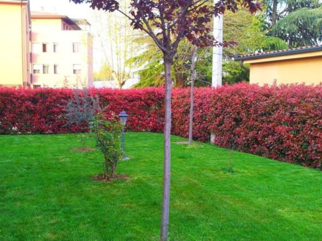 Okrasné kry Červienka fraserová RED ROBIN 70 100 cm(6)