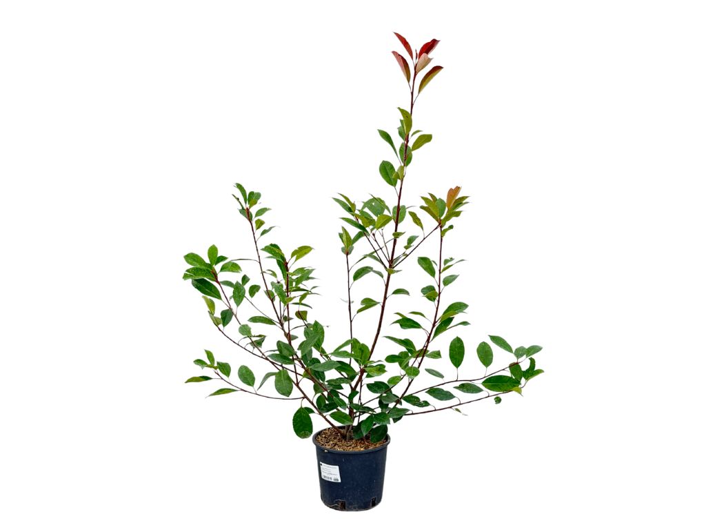 Okrasné kry Červienka fraserová RED ROBIN 70 100 cm(4)