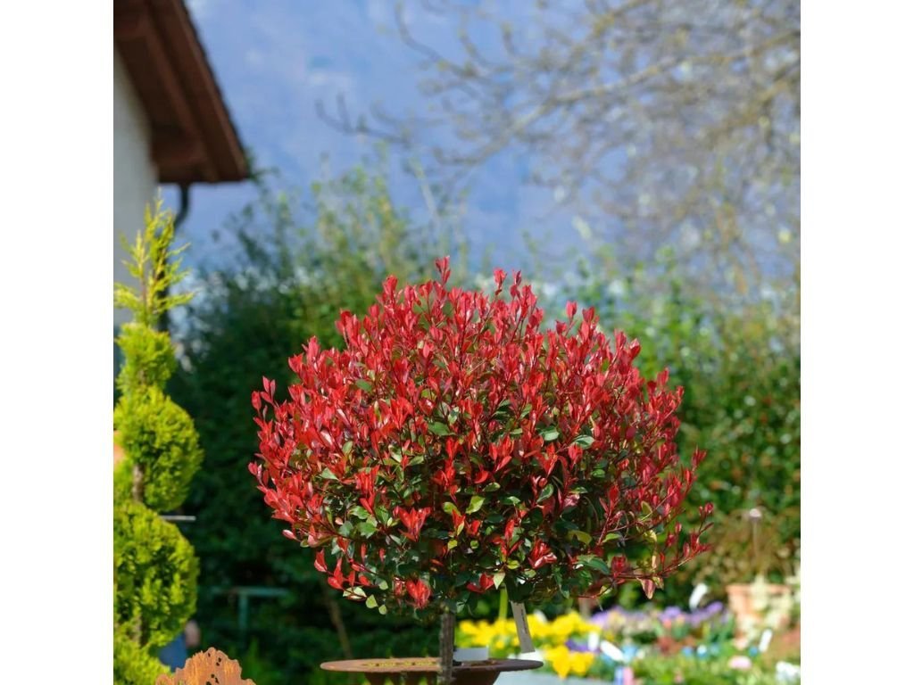 Dreviny na kmienku Červienka Fraserova Red Robin na 80 90 cm kmienku(5)