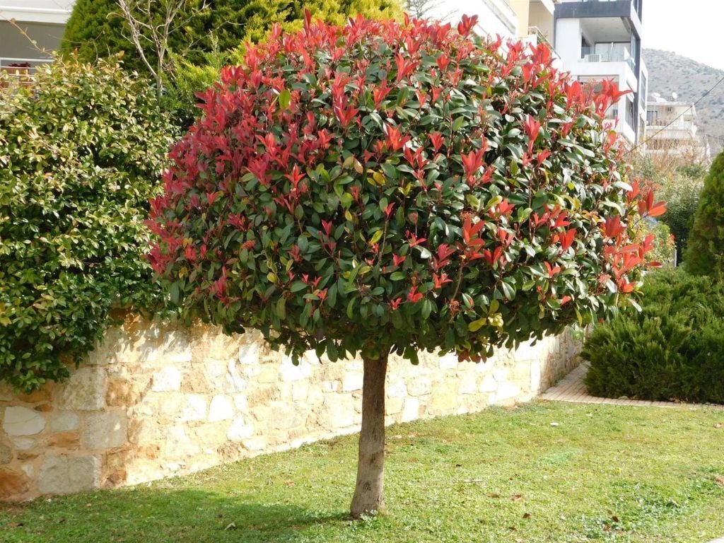 Dreviny na kmienku Červienka Fraserova Red Robin na 80 90 cm kmienku(1)