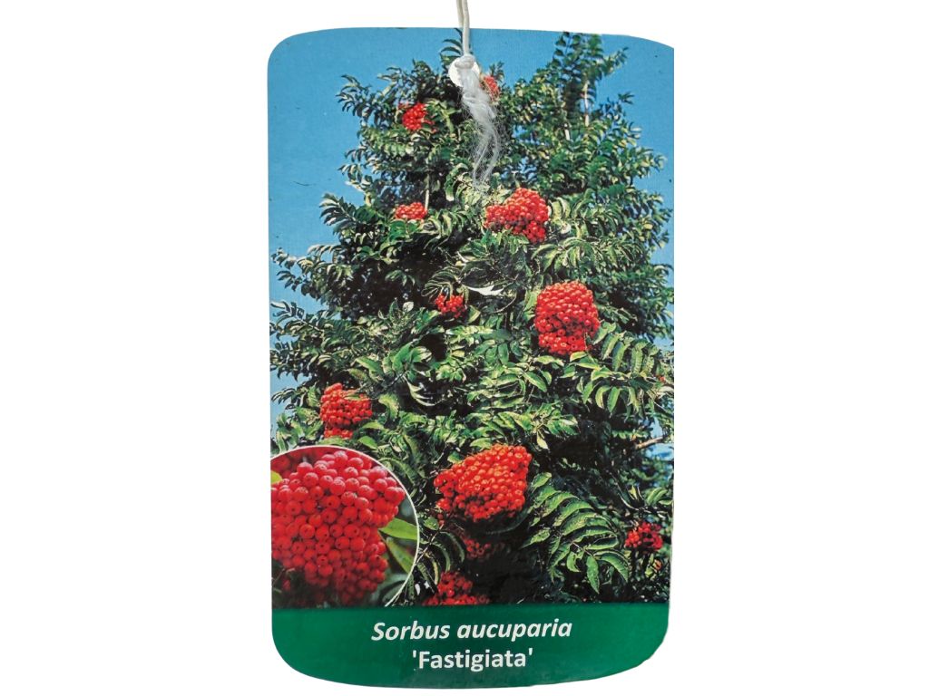 Okrasné stromy Jarabina vtáčia Fastigiata 70 100cm(7)