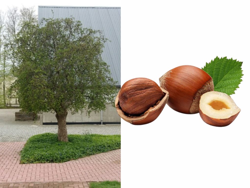 Lieska obyčajná Contorta na kmienku(1)