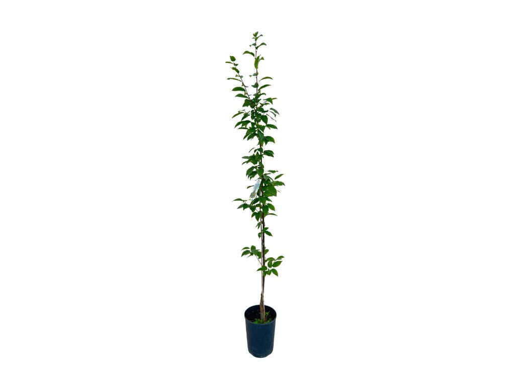 Okrasné stromy Hrab obyčajný Fastigiata 80 120cm(4)