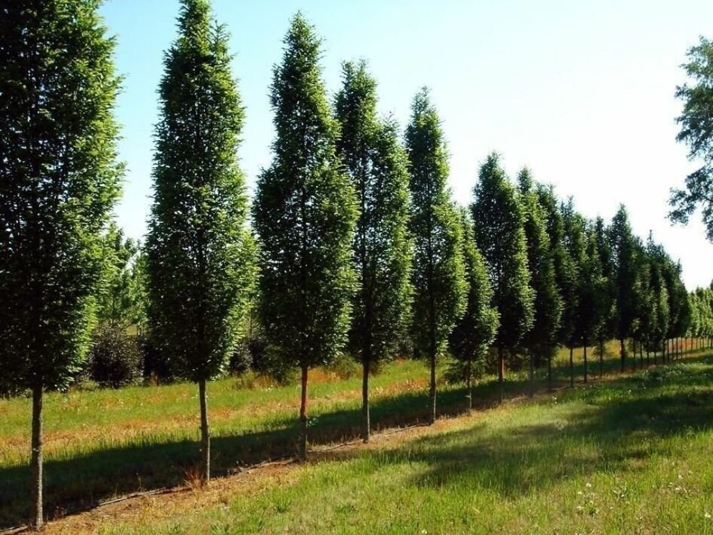 Okrasné stromy Hrab obyčajný Fastigiata 80 120cm(3)