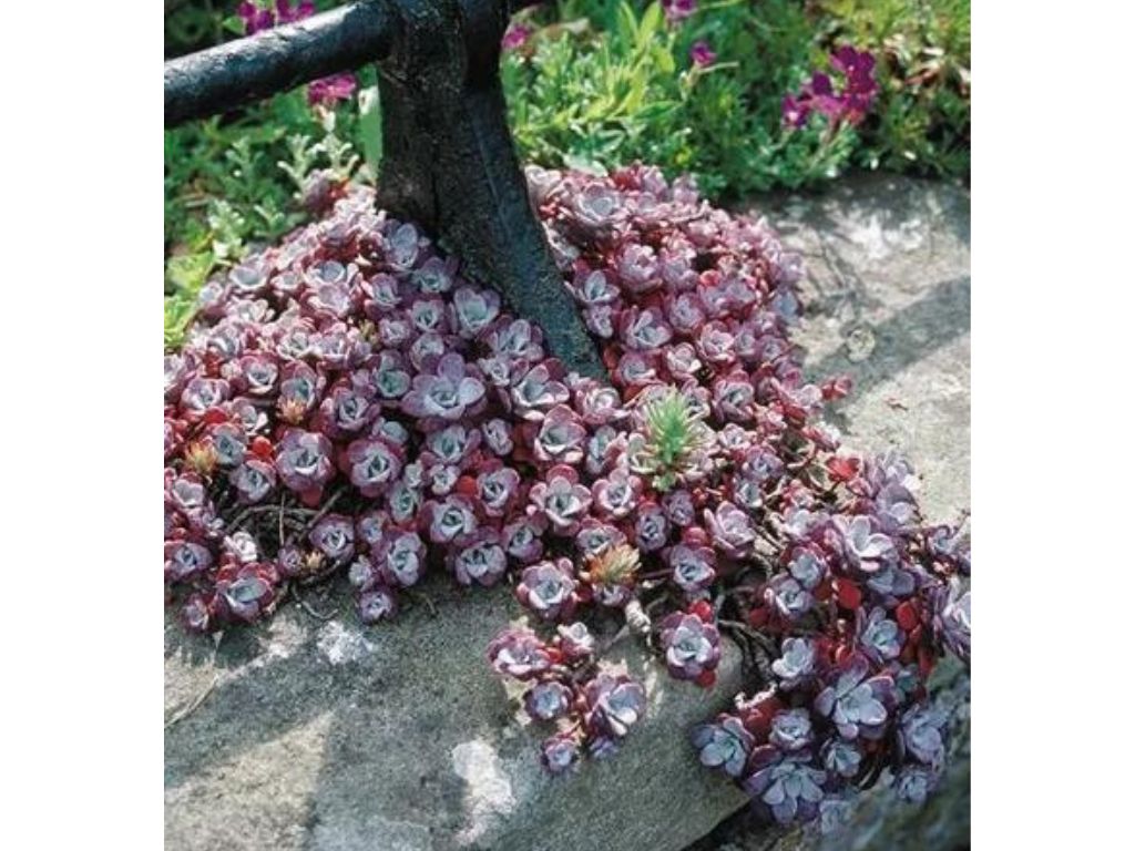 Rozchodník skalní Purpureum, květináč 9 cm