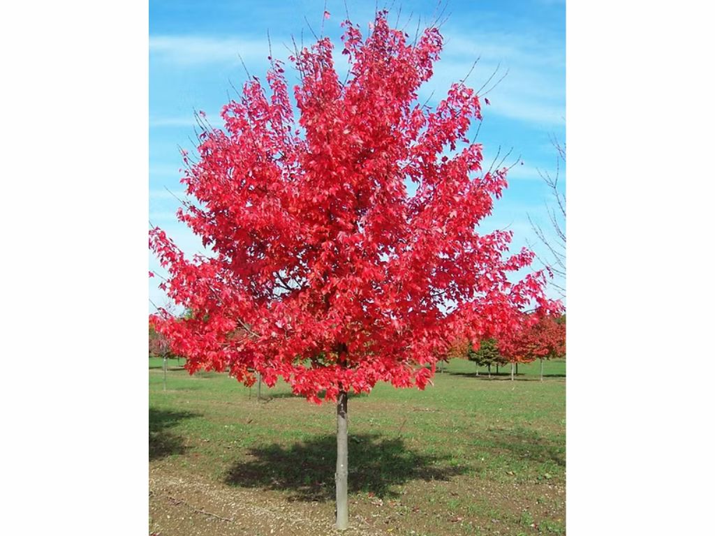 Dreviny na kmienku Javor freemanov Jefferson Red na kmienku 250 320cm, obvod kmeňa 8 10cm(3)