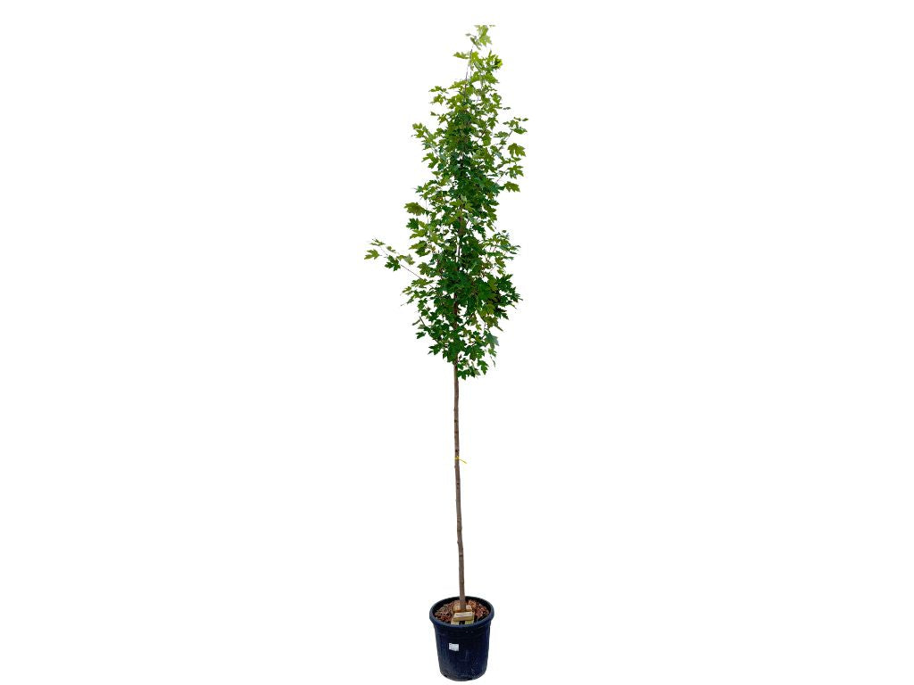 Dreviny na kmienku Javor freemanov Jefferson Red na kmienku 250 320cm(5)