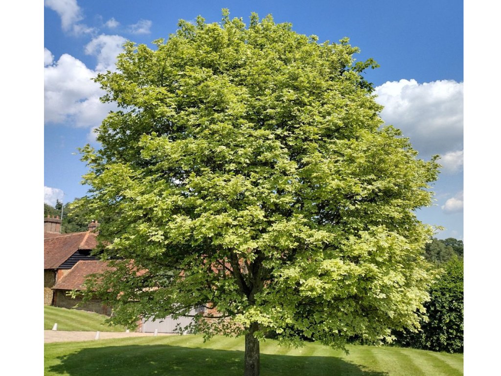 Dreviny na kmienku Javor mliečny na kmienku, výška 250 350 cm(8)