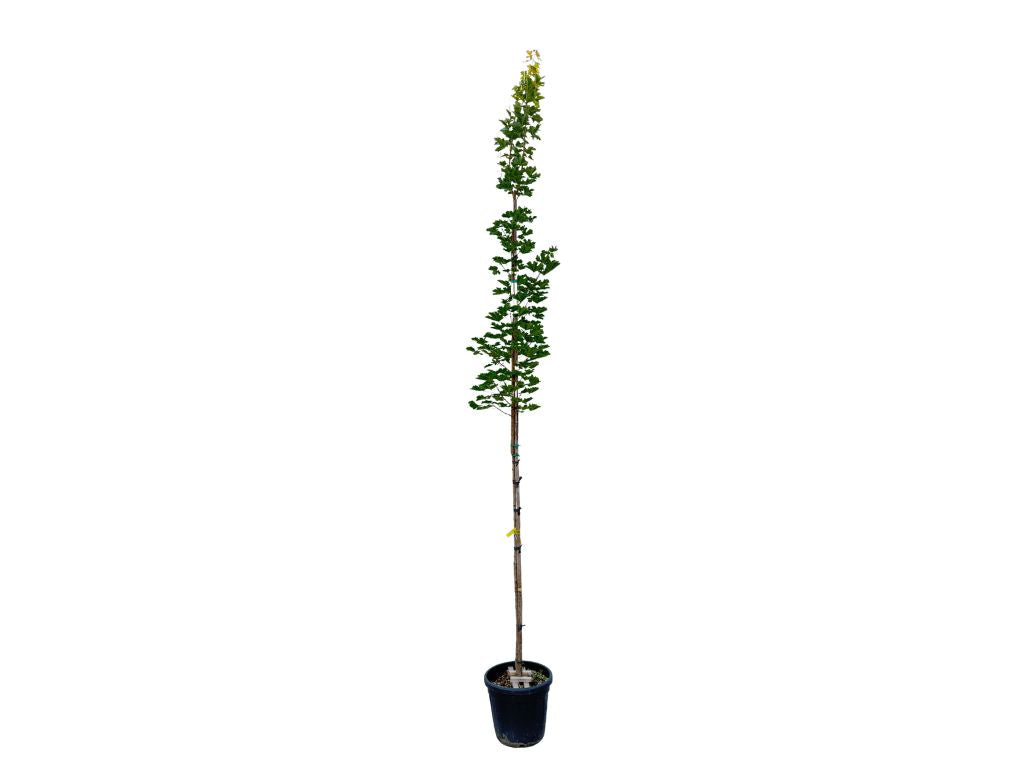 Dreviny na kmienku Javor mliečny na kmienku, výška 250 350 cm(4)