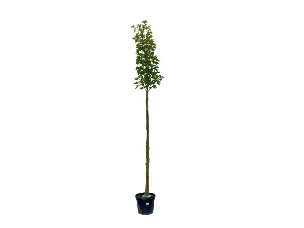 Dreviny na kmienku Javor horský na kmienku, výška 250 350cm(4)