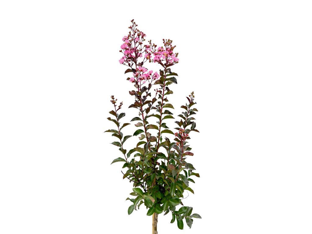 Dreviny na kmienku Myrta krepová Rhapsody in Pink na 80 90cm kmienku(6)