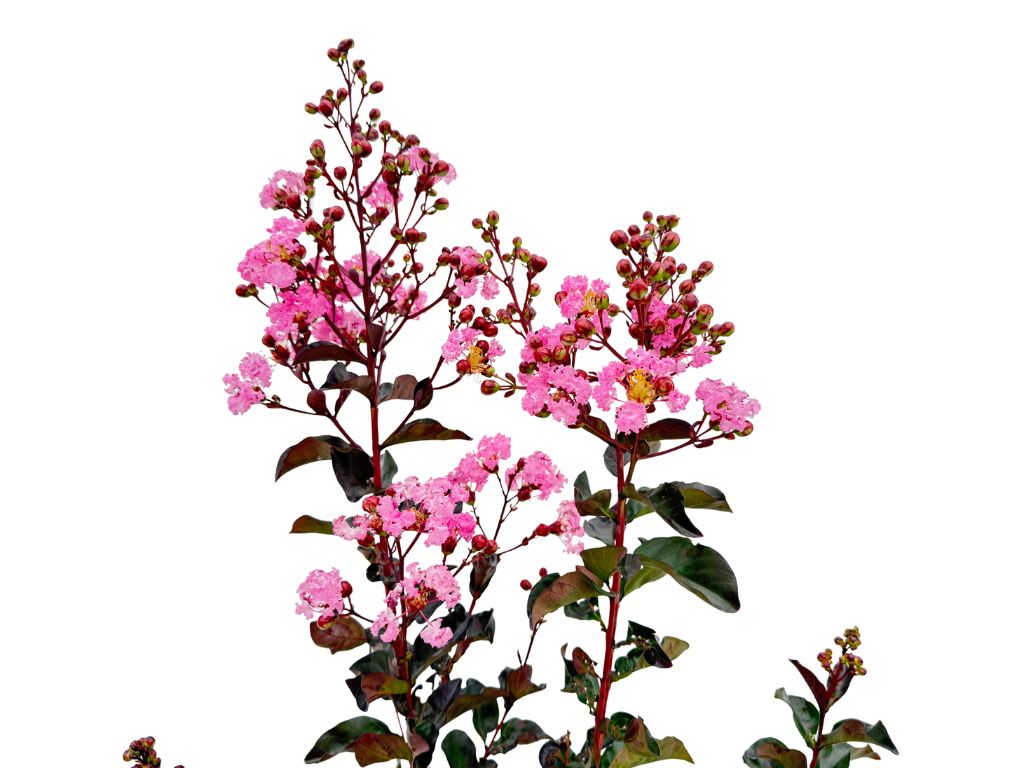 Dreviny na kmienku Myrta krepová Rhapsody in Pink na 80 90cm kmienku(7)