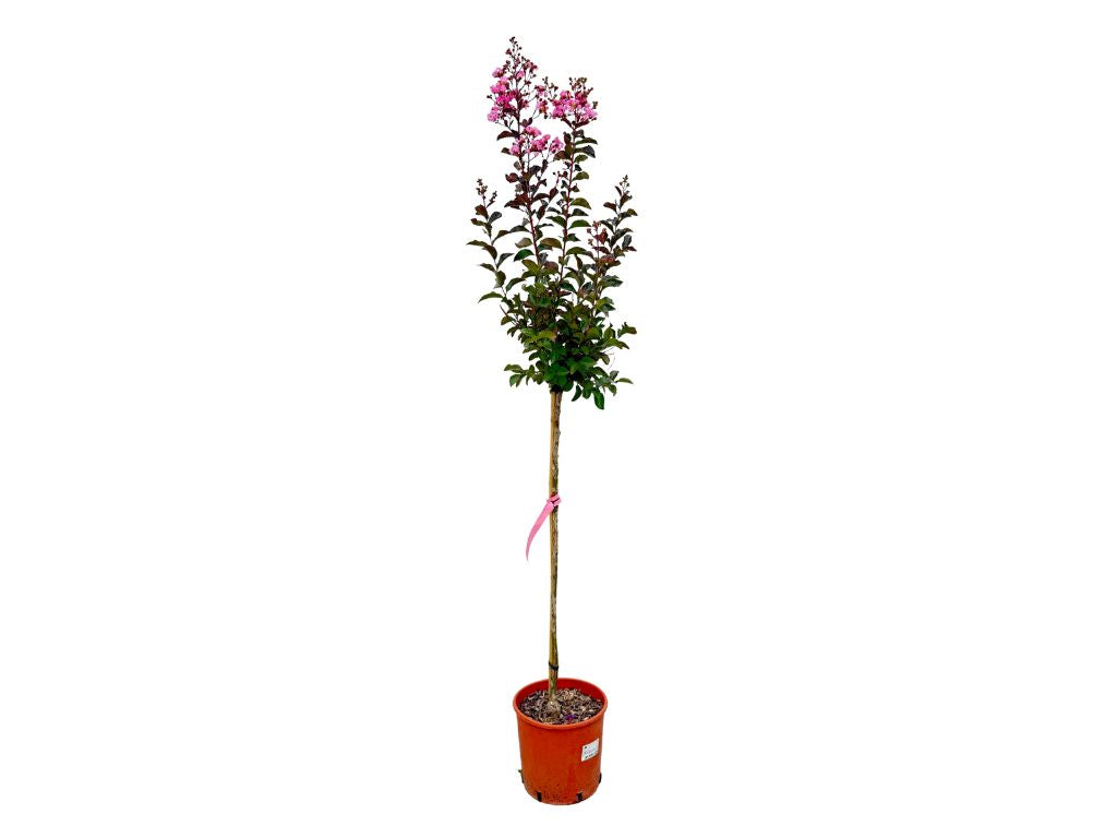 Dreviny na kmienku Myrta krepová Rhapsody in Pink na 80 90cm kmienku(8)