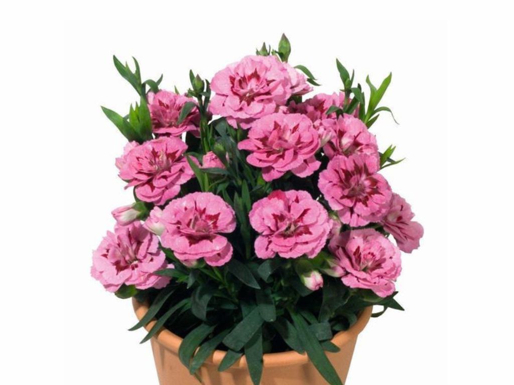 Letničky a balkónové kvety Klinček Oscar Pink Purple