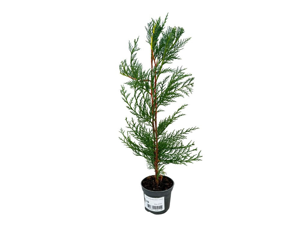 Okrasné stromy Cyprusovec leylandský 30 40cm(4)