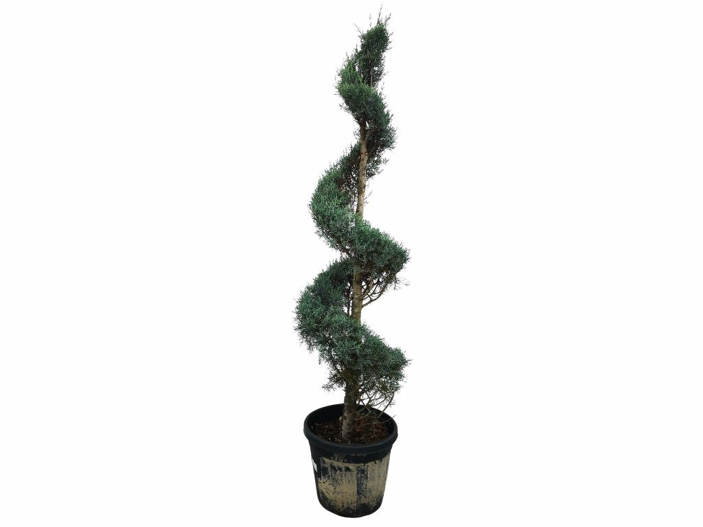 Tvarované dreviny Cyprus arizónsky FASTIGIATA špirála
