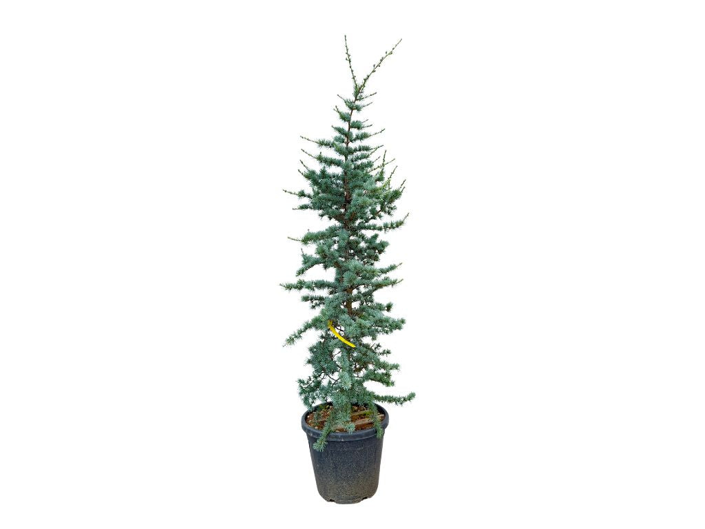Okrasné stromy Céder atlantský Glauca 150 200cm(8)
