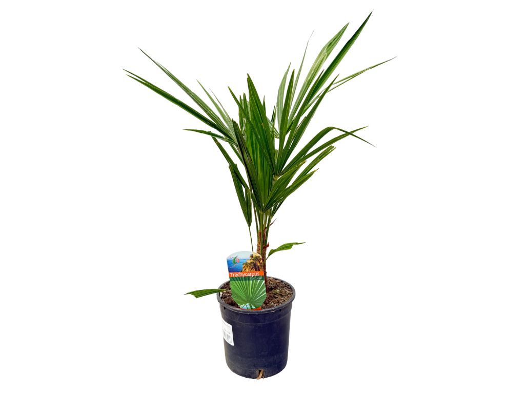 Palmy Trachycarpus fortunei 40 50 cm(10)