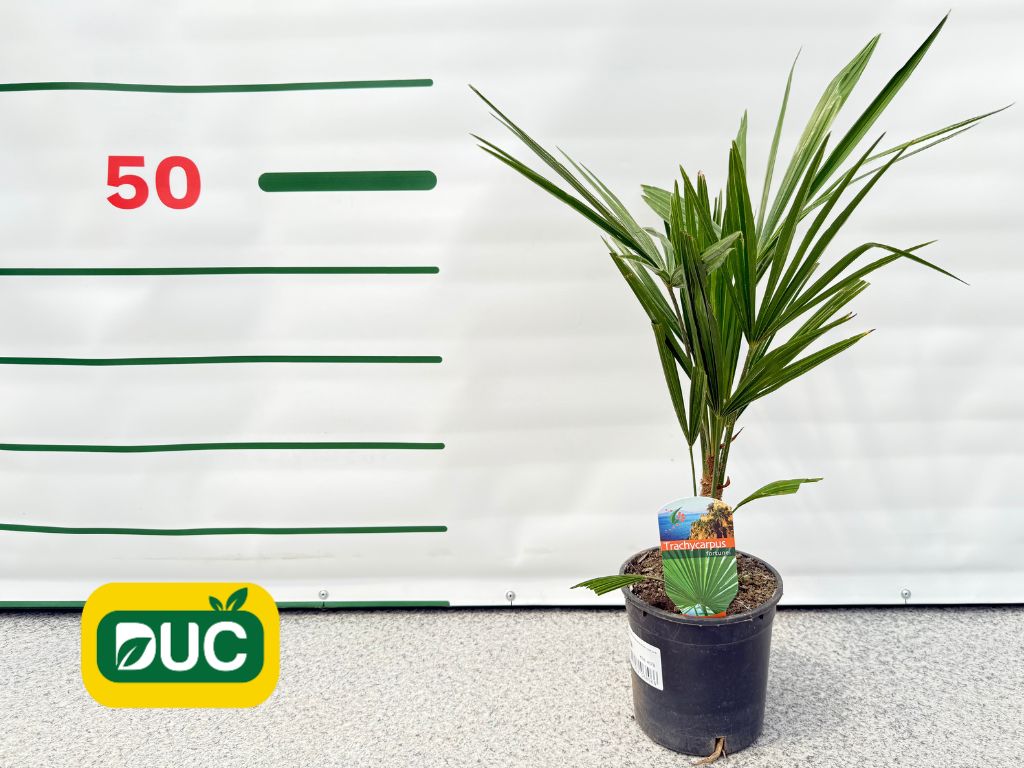 Palmy Trachycarpus fortunei 40 50 cm(2)
