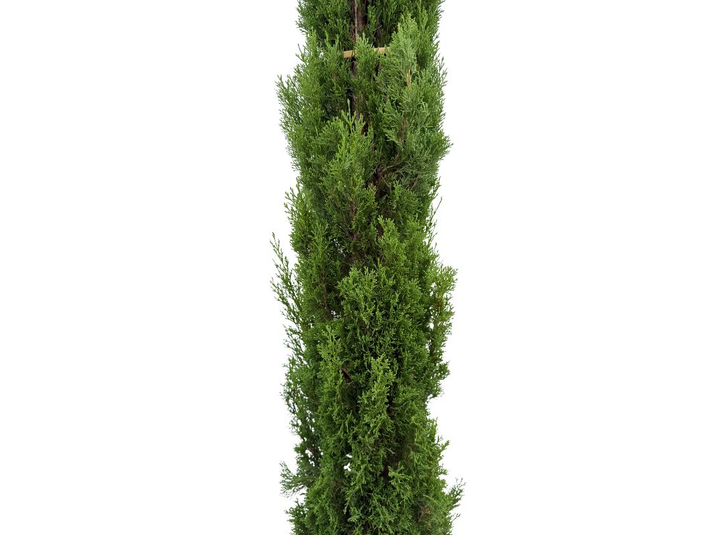 Okrasné stromy Cyprus vždyzelený Totem 200 230 cm(9)
