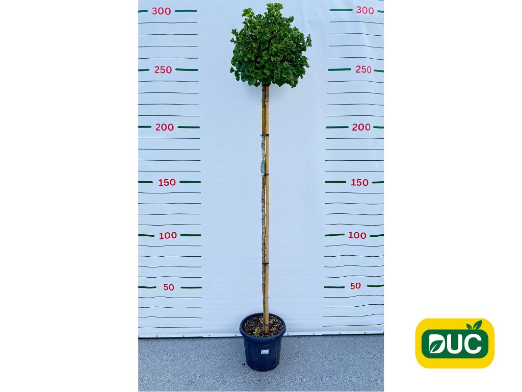 Dreviny na kmienku Ginko dvojlaločné Troll na cca 210cm kmienku(2)