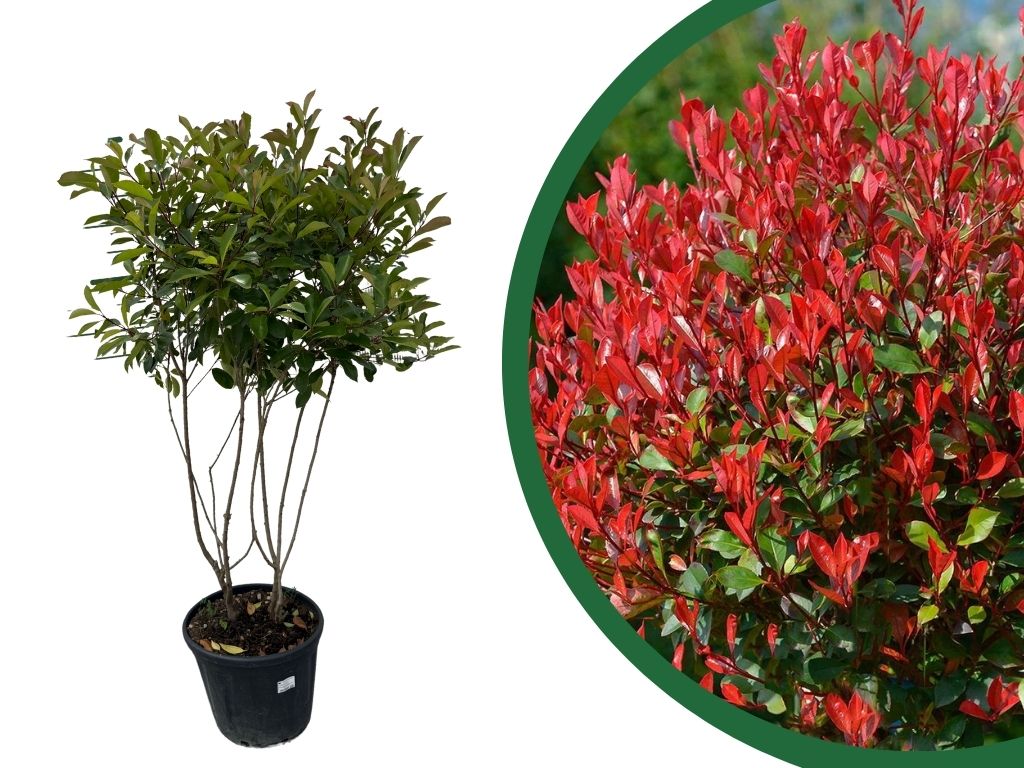 Viackmenné dreviny Červienka fraserová Red Robin multikmeň 140 160cm