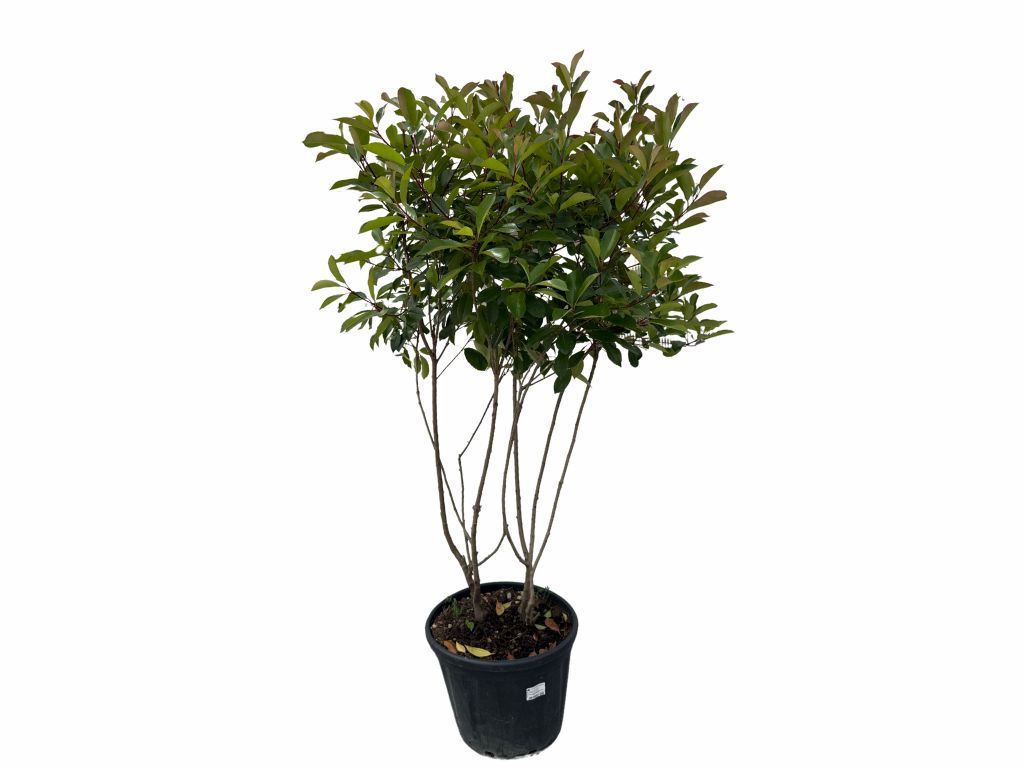 Viackmenné dreviny Červienka fraserová Red Robin multikmeň 140 160cm(2)