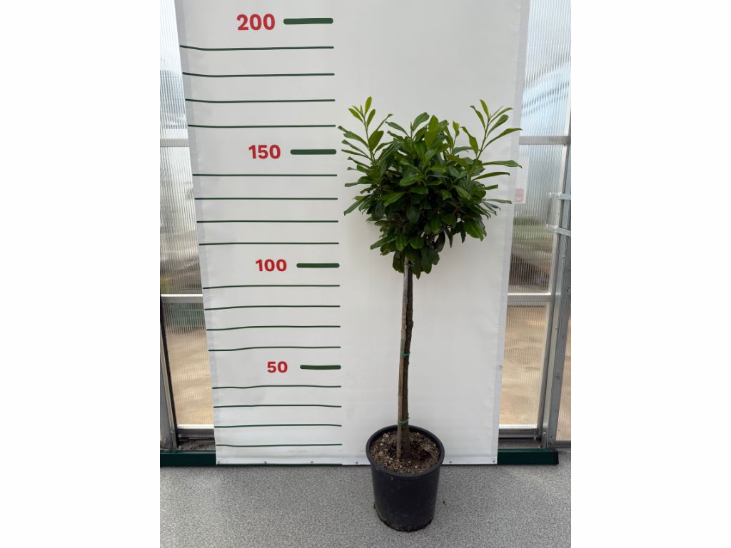 Dreviny na kmienku Vavrínovec lekársky Novita na 80 90cm kmienku