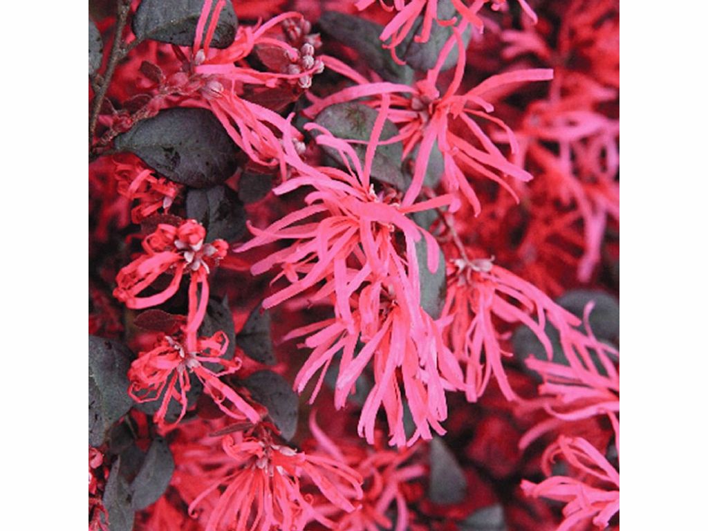 Okrasné kry Loropetalum čínske Black Pearl(1)