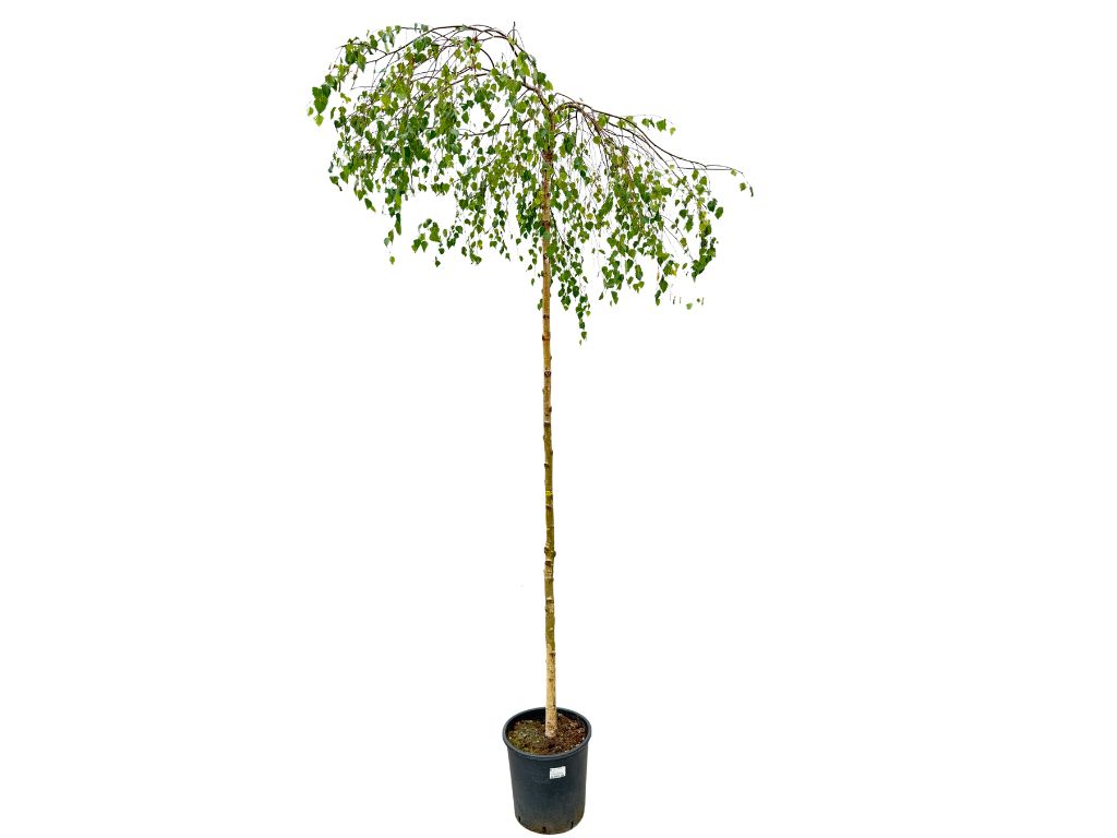 Dreviny na kmienku Breza previsnutá YOUNGII Pendula na kmienku 230 250cm(4)