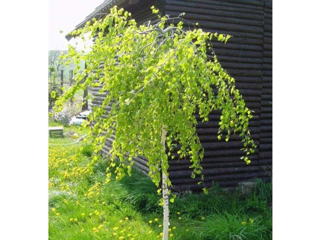 Dreviny na kmienku Breza previsnutá YOUNGII Pendula na kmienku 230 250cm(3)
