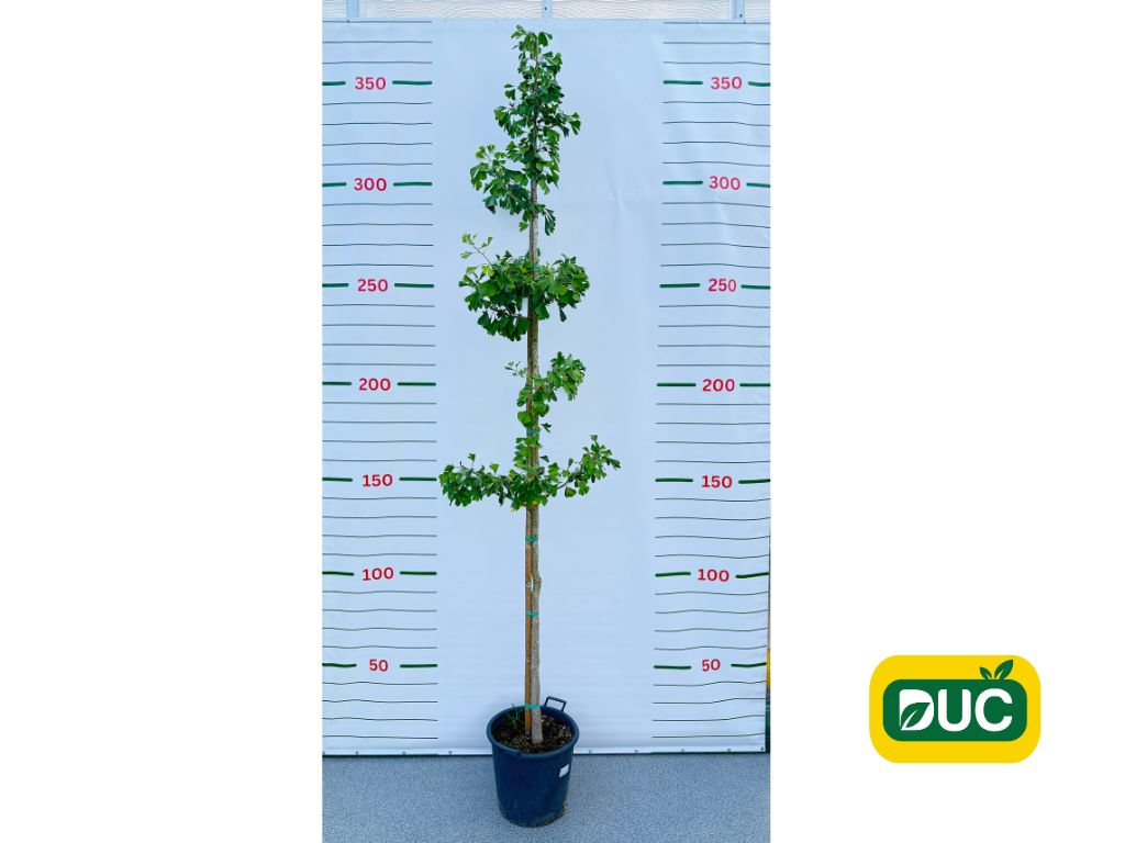 Dreviny na kmienku Ginko dvojlaločné na kmienku 250 300 cm(2)