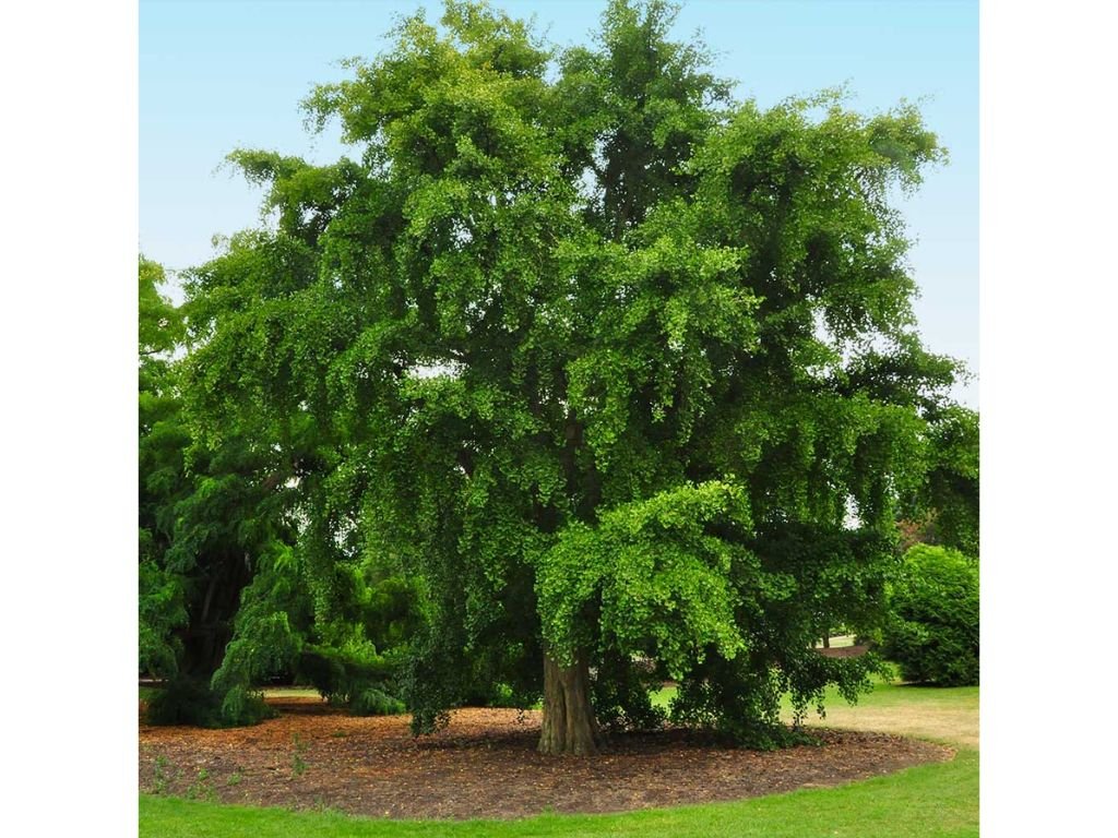 Dreviny na kmienku Ginko dvojlaločné na kmienku 250 300 cm(5)