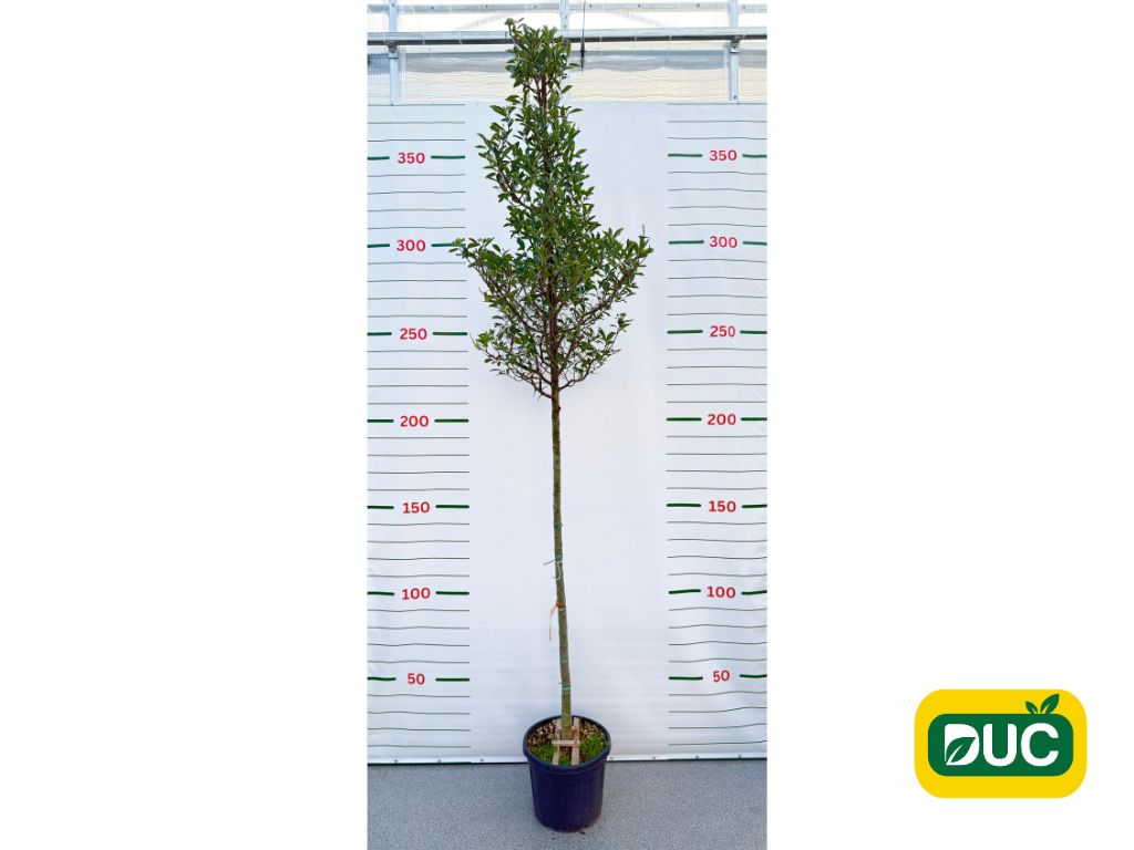 Dreviny na kmienku Hloh lavallov CARRIEREI na kmienku, výška 300 350cm(2)
