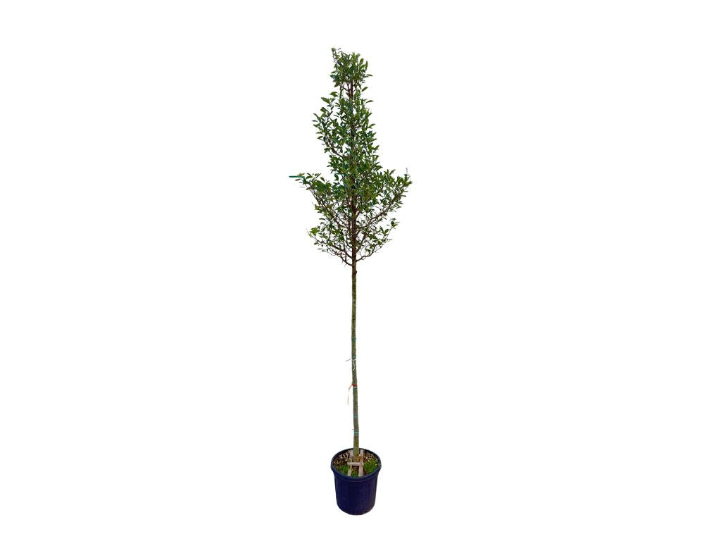 Dreviny na kmienku Hloh lavallov CARRIEREI na kmienku, výška 300 350cm(4)