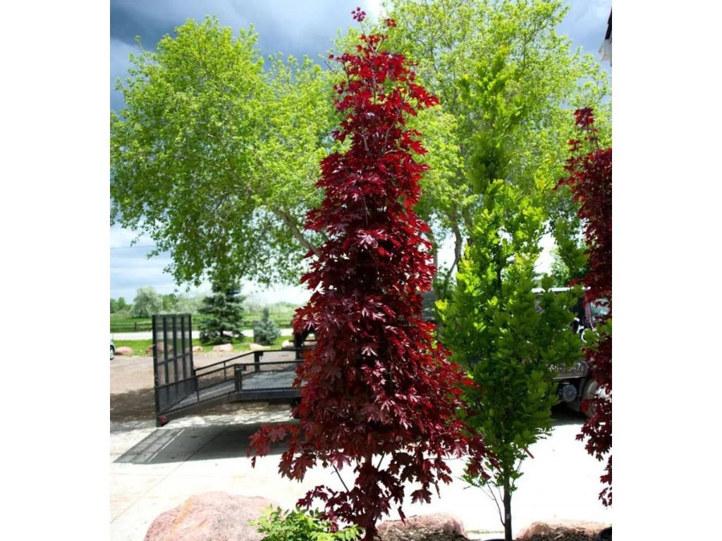 Javor mléčný Crimson Sentry na kmínku, výška 240–260 cm, květináč 25 l