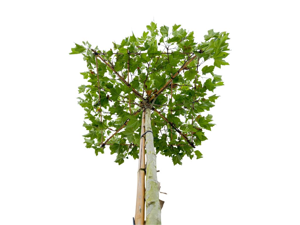 Dreviny na kmienku Platan javorolistý na kmeni, v. cca 250cm(3)