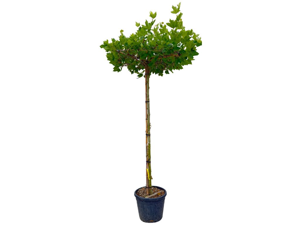 Dreviny na kmienku Platan javorolistý na kmeni, v. cca 250cm(4)