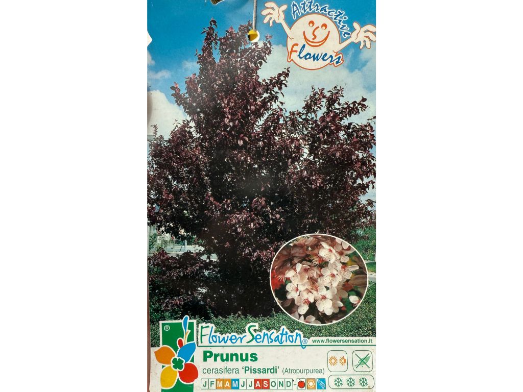 Viackmenné dreviny Okrasná slivka PISSARDI NIGRA multikmeň 170 200cm(3)