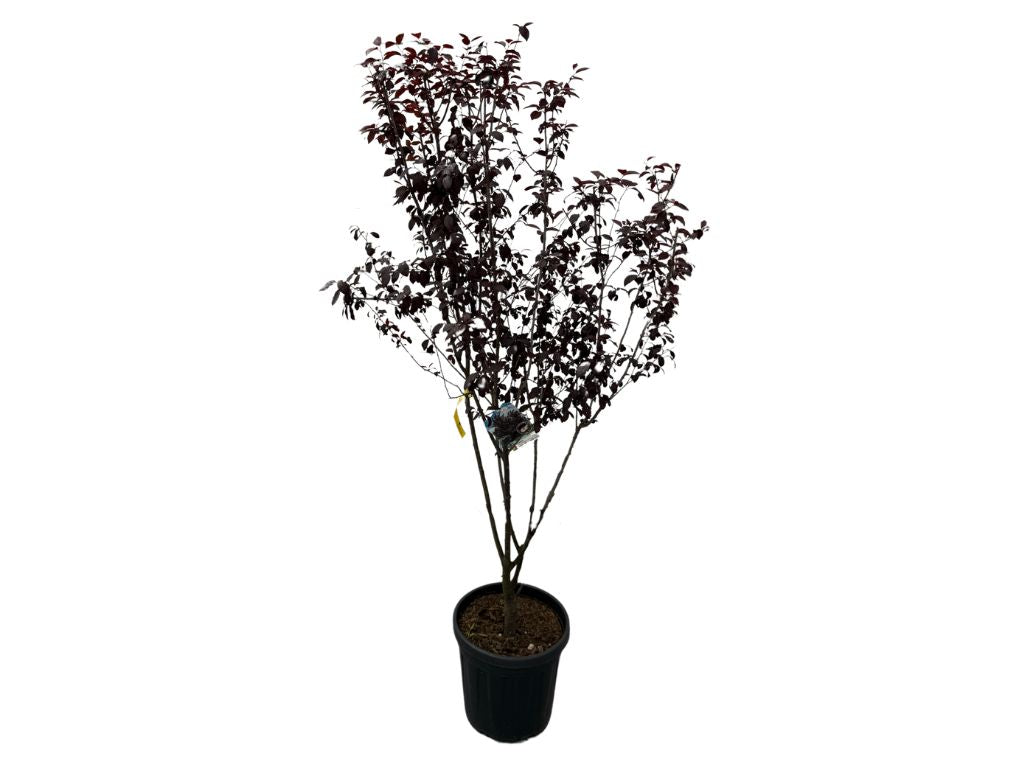 Viackmenné dreviny Okrasná slivka PISSARDI NIGRA multikmeň 170 200cm(5)