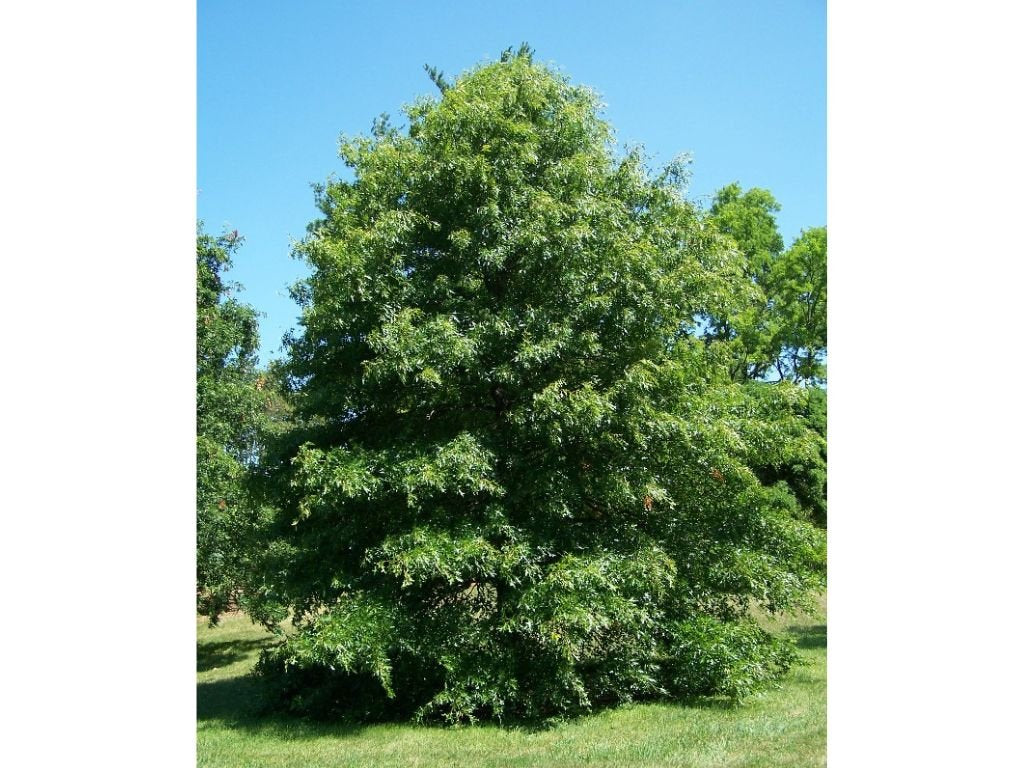 Dreviny na kmienku Dub močiarny na kmienku, výška 300 350 cm, obvod kmeňa 8 10cm(5)