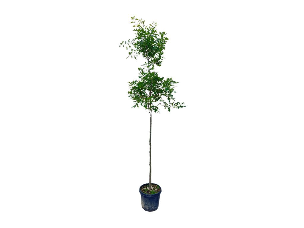 Dreviny na kmienku Dub močiarny na kmienku, výška 300 350 cm, obvod kmeňa 8 10cm(4)