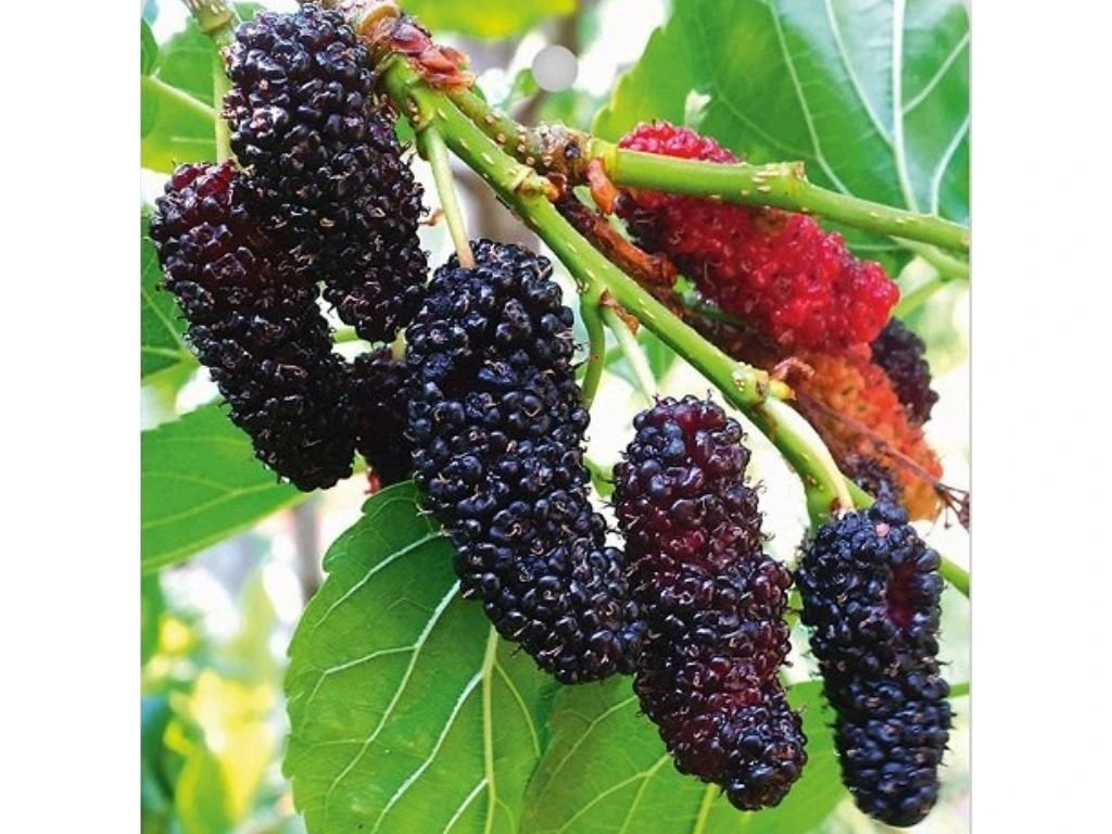 Moruše černá Mojo Berry, výška 30-60 cm, květináč 2 l