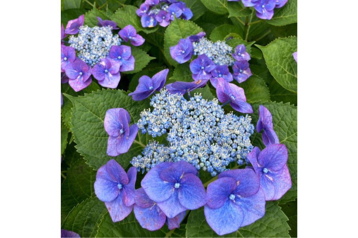 Hortenzia kalinolistá Lacecap Nizza Blue