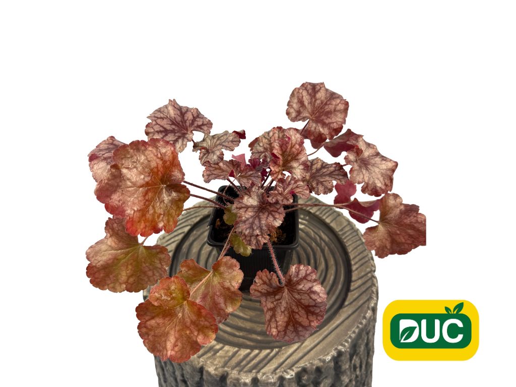 Trvalky Heuchera World Caffe Americano(1)