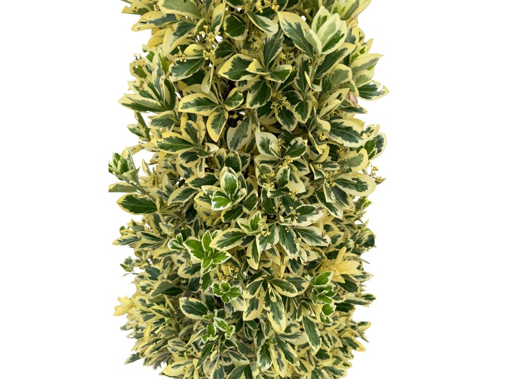 Okrasné kry Bršlen japonský BRAVO 90 130 cm, kont. 20 l(7)