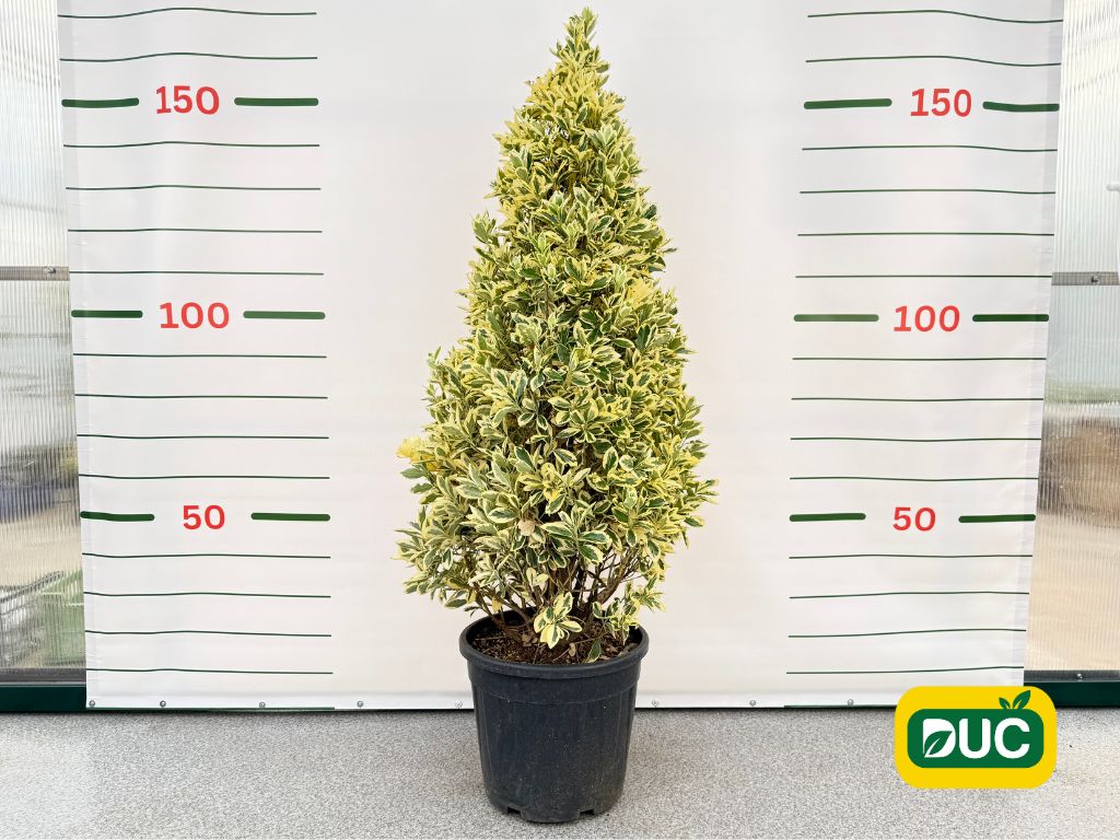 Okrasné kry Bršlen japonský BRAVO 90 130 cm, kont. 20 l(2)