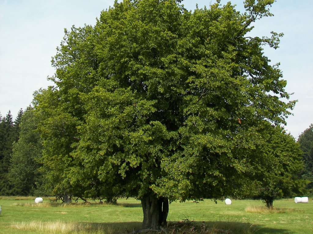 Dreviny na kmienku Hrab obyčajný na kmienku, výška 300 350cm(1)