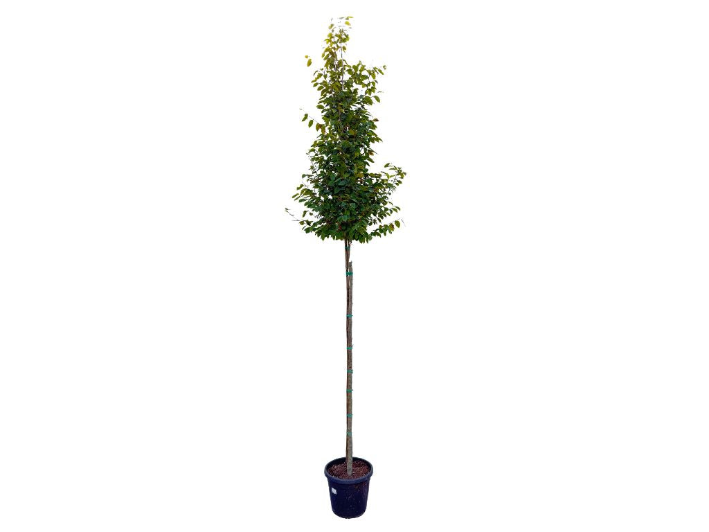 Dreviny na kmienku Hrab obyčajný na kmienku, výška 300 350cm(6)