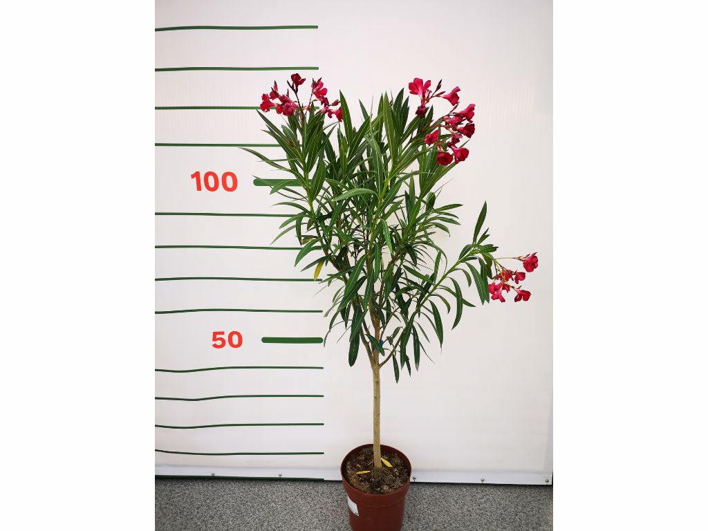 Dreviny na kmienku Oleander červený na kmienku Jannoch(2)
